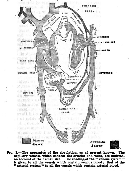 William Harvey Circulation